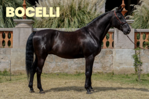 CABALLOS JUANCHO 1