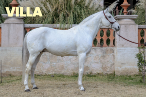 CABALLOS JUANCHO 2