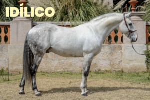 CABALLOS JUANCHO-3