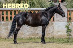 CABALLOS JUANCHO-5