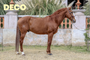 CABALLOS JUANCHO-7