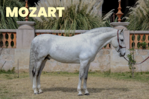 CABALLOS JUANCHO-8